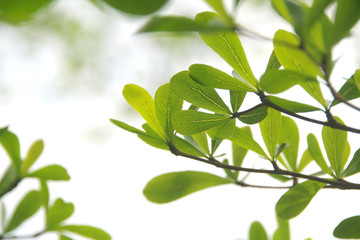 Young tropical leaves in the forest