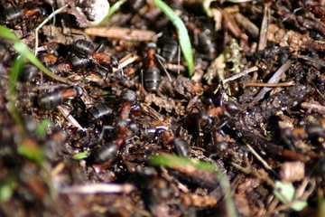 anthill