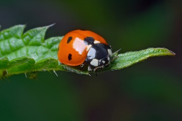 macro potrait of the ladybug - 7252054