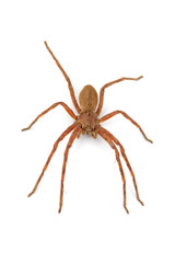 Rain spider on white