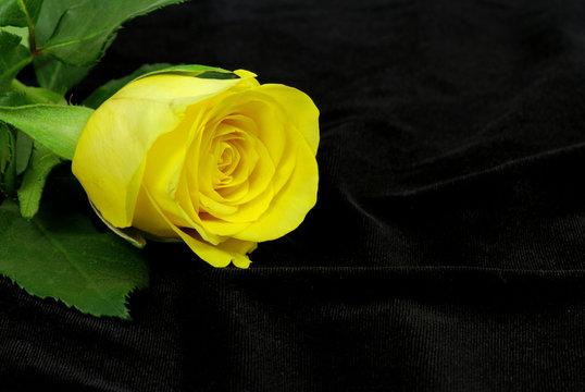 Yellow rose on the black