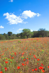 Fototapeta na wymiar Wildflower fields under a blue sky