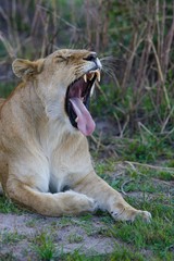 african Lions