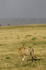 African Lions