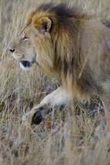 Fototapeta na wymiar Lwy afrykańskie