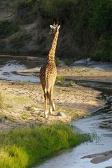 African Giraffes