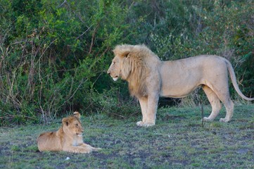 African Lions