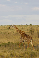 African Giraffes