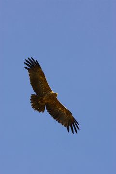 African Vultures
