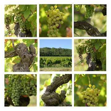 planche vignes