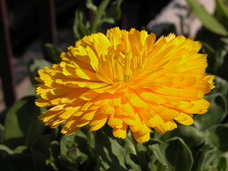 fiore giallo