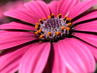 fiore