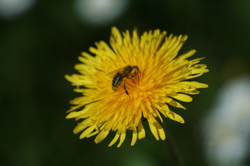 ape su fiore giallo