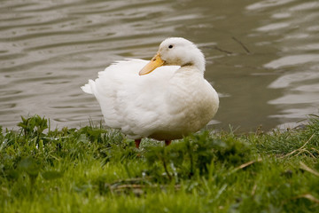 duck