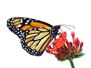 Monarch.