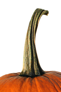 pumpkin stem