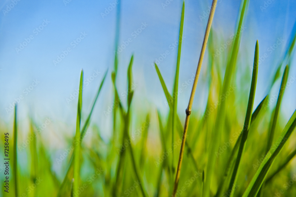 Wall mural Grass