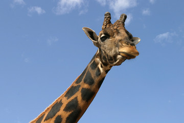Naklejka premium Girafa