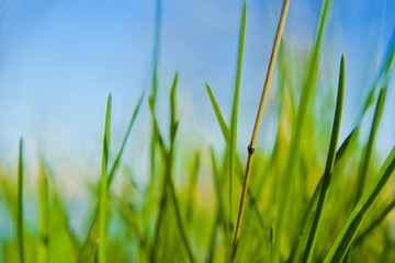 Obraz premium Grass