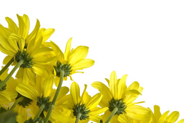 Yellow marguerites