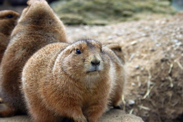 Prairie Dogs