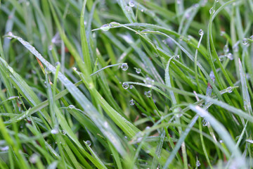 Grass in dew. A vegetative background.