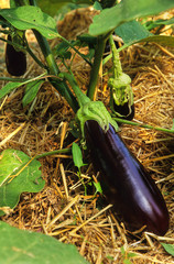 AUBERGINE