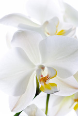 Obrazy na Plexi  Kwiaty orchidei.