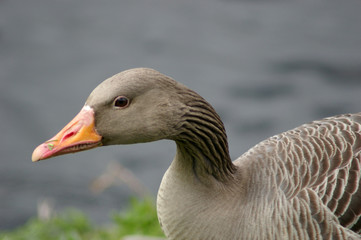 Gänse auf der Alster