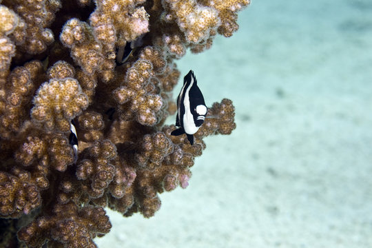 hambug dascyllus (dascyllus aruanus)