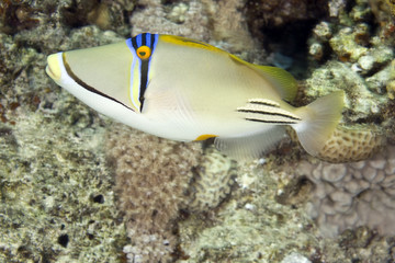 Fototapeta na wymiar picassofish (Rhinecanthus assasi)
