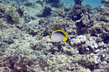 blackbacked butterflyfish (chaetodon melannotus)