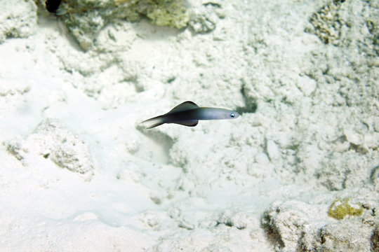 blackfin dartfish (ptereleotris evides)