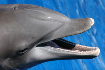 Naklejka premium SMILE