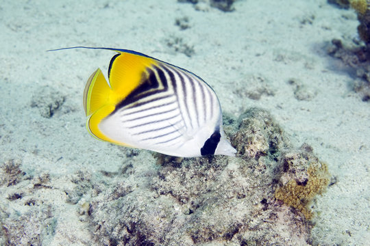 threadfin butterflyfish (chaetodon auriga)
