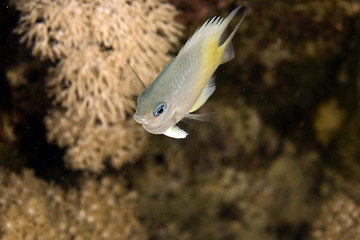 yellow-side damselfish (amblyglyphidodon flavilatus)