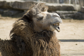 Camel Face