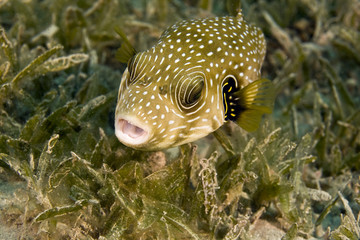 whitespotted puffer (arothron hispidus) © stephan kerkhofs