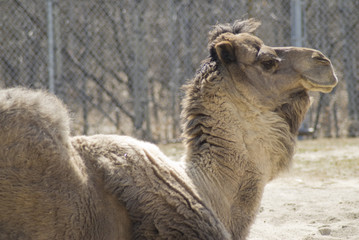 One-humped Camel
