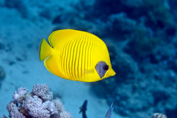 Masked Butterfly Fish (Chaetodon semilarvatus)
