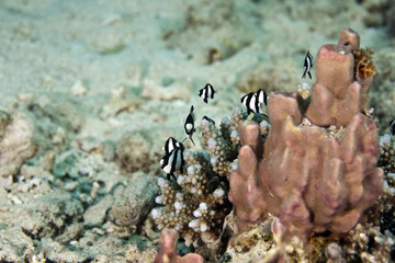 hambug dascyllus (dascyllus aruanus)