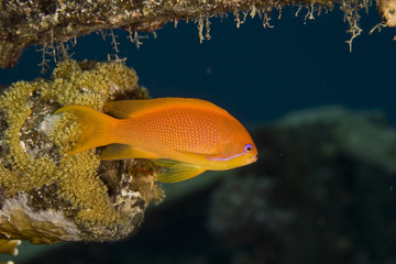 oman anthias (pseudanthias marcia)