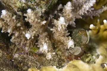 acropora lamarcki (discover the small species inside)