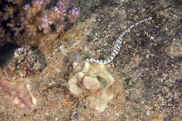 network pipefish (corythoichthys cf. schultzi)