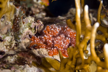 tubular sponge polyp (nausithoe punctata)