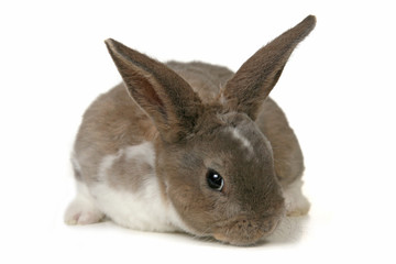 Adorable Bunny on White Background