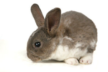 Adorable Bunny on White Background