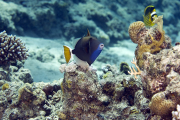 Fototapeta na wymiar bluethroat triggerfish (sufflamen albicaudatus)