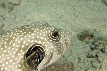 whitespotted puffer (arothron hispidus)