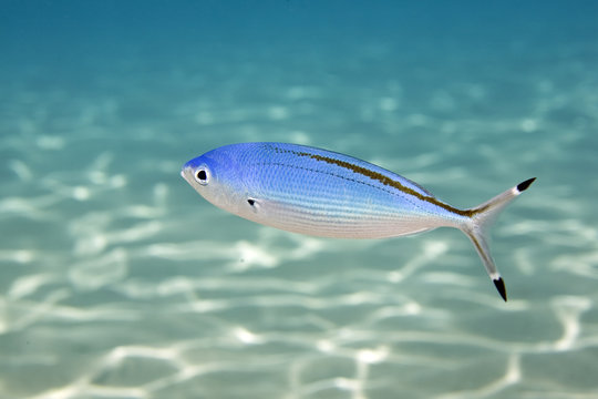 Fusilier Bilder Durchsuchen 3,496 Archivfotos, und